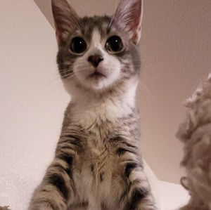 Meet your Posher, Lorelei